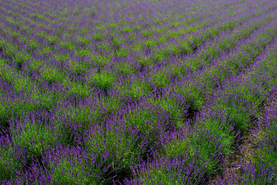 Lavendelveld Aries Lavendelveld Aries